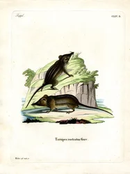 Honey Possum