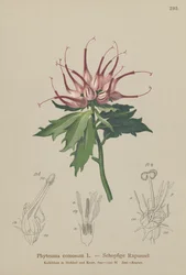 Horned Rampion