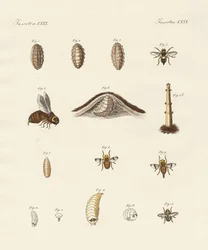Horseflies with Their Larvas