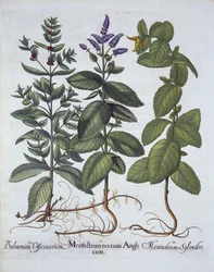 Horsemint and Spearmint, from Hortus Eystettensis