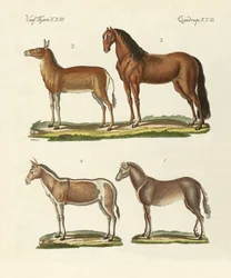Horses and Donkeys