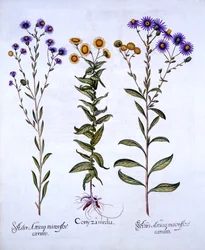Horseweed, Butterweed, Fleabane and European Michaelmas Daisies, from Hortus Eystettensis