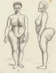 Hottentot Venus