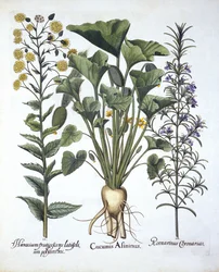 Squirting Cucumber, Narrowleaf Hawkweed, Rosemary, from Hortus Eystettensis