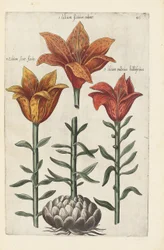 Illustration from "Florilegium ... tractans de variis floribus et aliis indicis plantis as vivum delineatum in duabus partis et quatuor linguis concinnatum" by Emanuel Sweert, 1612-14