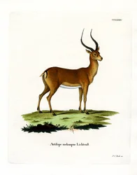 Impala