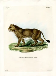 Indian Lion