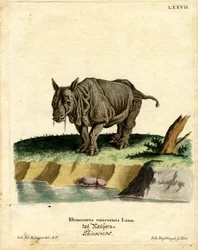Indian Rhinoceros