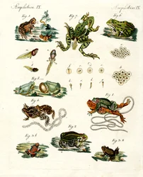 Indigenous Frogs and Toads