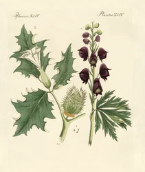 Indigenous Poisonous Plants