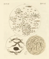 Infusion Animals
