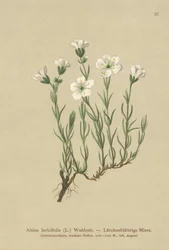 Inner Alpine Sandwort