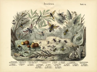 Insects