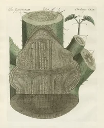 Internal Hole of the Common Bean Plant