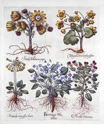 Ipheion Rolf Fiedler Spring Starflower, Marsh Marigold, Pseudo Helleborus, Viola Tricolor and Cowslip, from Hortus Eystettensis