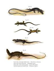 Japanese Grass Lizard