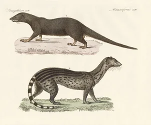 Javanese predators