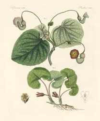 Kinds of Aristolochia Plants