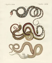 Kinds of Colubrids