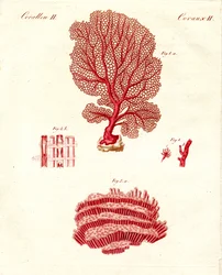 Kinds of Corals