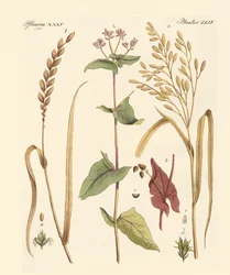 Kinds of Corns
