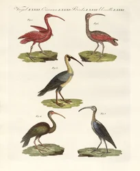 Kinds of Ibis