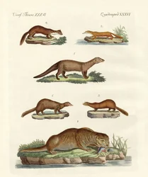 Kinds of Otters and Marten