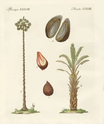 Kinds of Palms