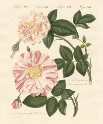 Kinds of roses
