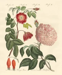 Kinds of Roses