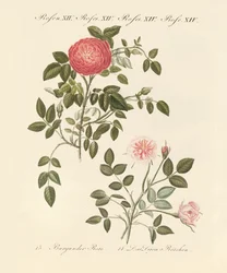 Kinds of Roses