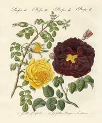 Kinds of roses