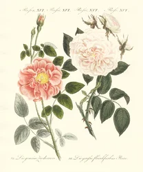 Kinds of Roses