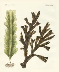 Kinds of seaweed