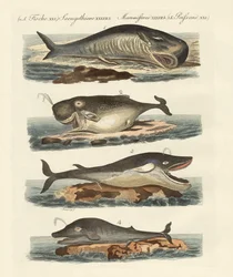 Kinds of Whales