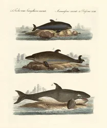 Kinds of Whales