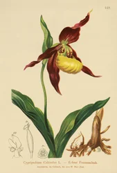 Ladys Slipper