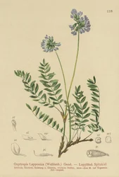 Lapland Milk-Vetch