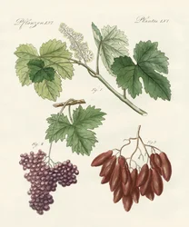 Large and Small Raisins