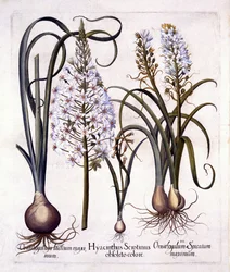 Late Hyacinth and Star-Of-Bethlehem, from Hortus Eystettensis