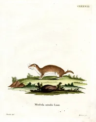 Least Weasel
