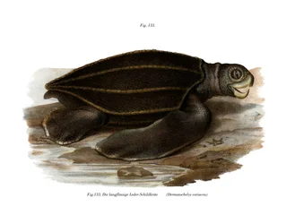 Leatherback Seaturtle