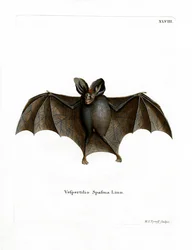 Lesser False Vampire Bat