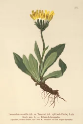 Lesser Hawkbit