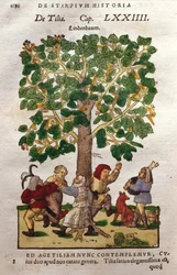Lime, or Linden, Tree