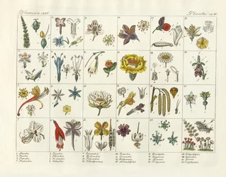Linnaeus