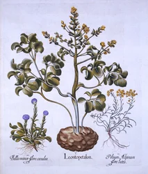 Lions Leaf and Alpine Flowers, from Hortus Eystettensis