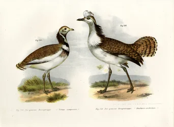 Little Bustard