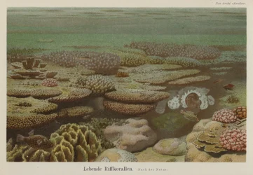 Living reef corals