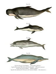 Long-Finned Pilot Whale